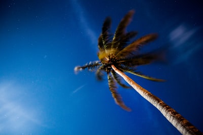 低角度的照片,绿色的棕榈树
